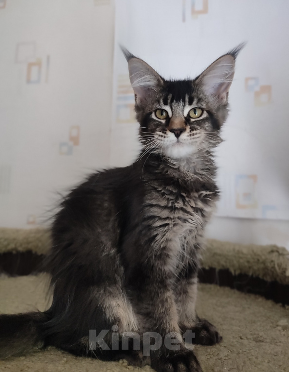 Кошки в Москве: Котята мейн-кун из питомника Разнополые, 45 000 руб. - фото 1