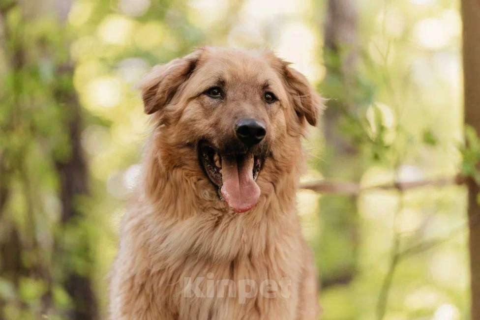 Собаки в Москве: Саймон ищет дом Мальчик, Бесплатно - фото 4