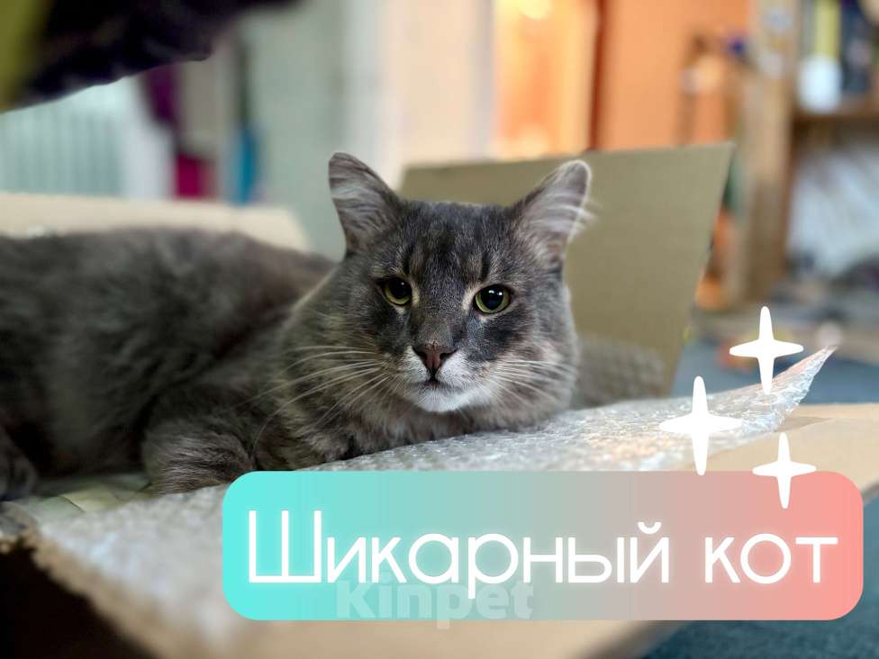 Кошки в Санкт-Петербурге: Молодой котик в добрые руки Мальчик, Бесплатно - фото 9