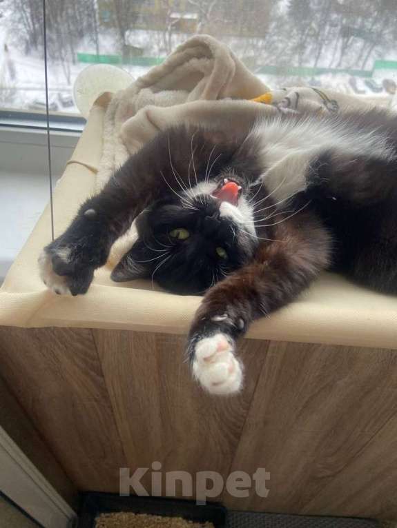 Кошки в Москве: Маркизный ласковый кот Орешек в добрые руки Мальчик, Бесплатно - фото 2