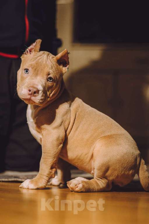 Собаки в Москве: Щенки Американского булли Девочка, 150 000 руб. - фото 4