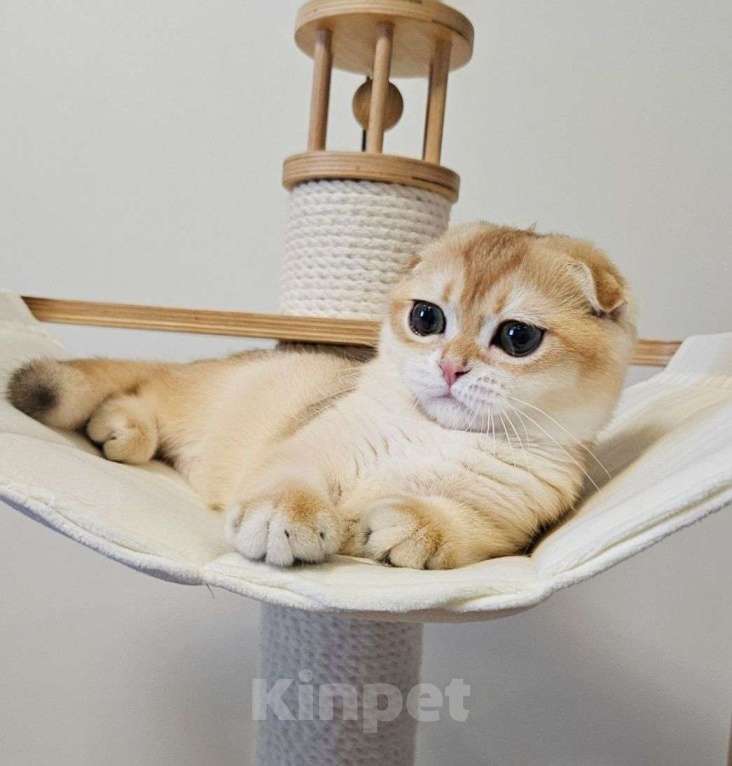 Кошки в Москве: Шотландский вислоухий котенок девочка Девочка, 45 000 руб. - фото 3