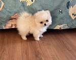 Собаки в Москве: Мини мальчик померанского шпица , Энди  Мальчик, 55 000 руб. - фото 3