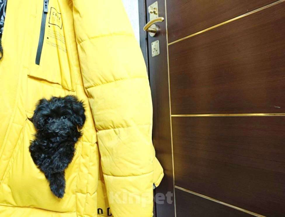 Собаки в Москве: Мальтипу девочка черный жемчуг Девочка, 140 000 руб. - фото 4