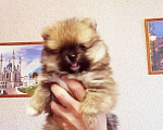 Собаки в Томске: Жека Мальчик, 17 000 руб. - фото 4
