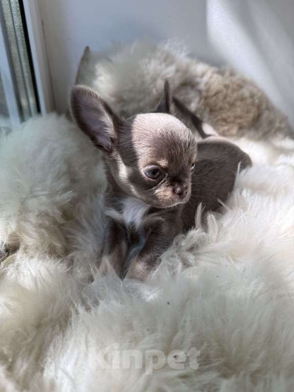 Собаки в Самаре: Мия Девочка, 40 000 руб. - фото 8