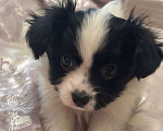 Собаки в других городах Московской области: Щенок Папильон мальчик Papillon  Мальчик, 65 000 руб. - фото 2