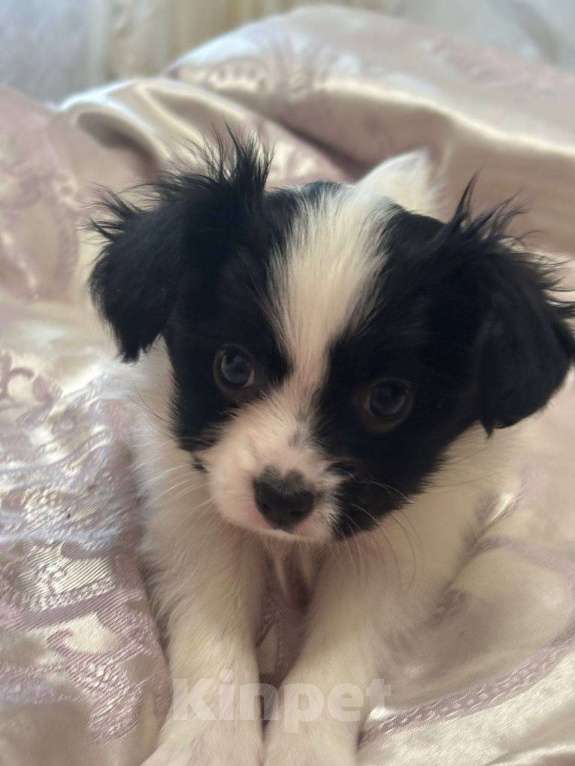 Собаки в других городах Московской области: Щенок Папильон мальчик Papillon  Мальчик, 65 000 руб. - фото 2