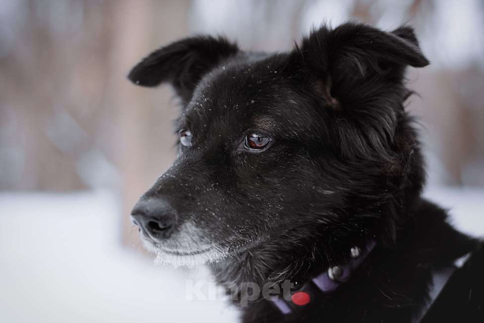 Собаки в Москве: Герцогиня Девочка, Бесплатно - фото 6