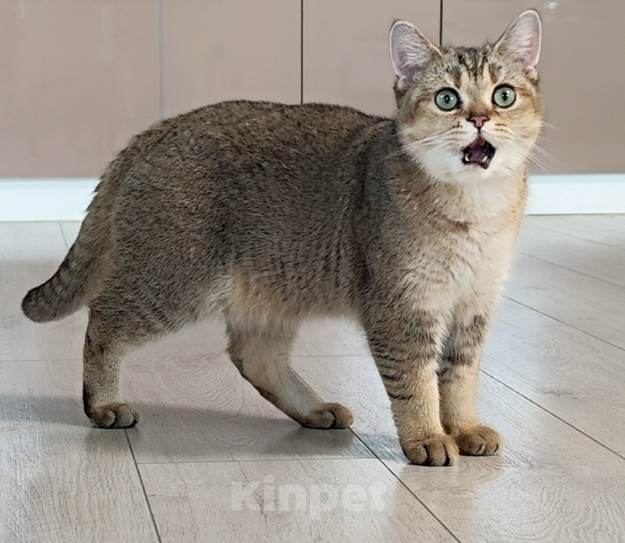 Кошки в Москве: Кот голубых кровей с изумрудами в глазах Мальчик, 55 000 руб. - фото 8
