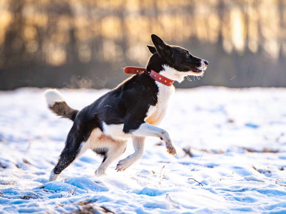Собаки в Клине: Джоли — звёздная собачка Девочка, Бесплатно - фото 10