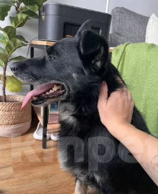 Собаки в Новосибирске: Пират ищет дом! Мальчик, Бесплатно - фото 3