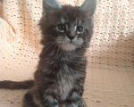 Кошки в Воронеже: Котята Мейн Кун, 15 000 руб. - фото 1