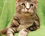 Кошки в Астрахани: Котята мейн-куны от чемпиона Мальчик, 30 000 руб. - фото 7