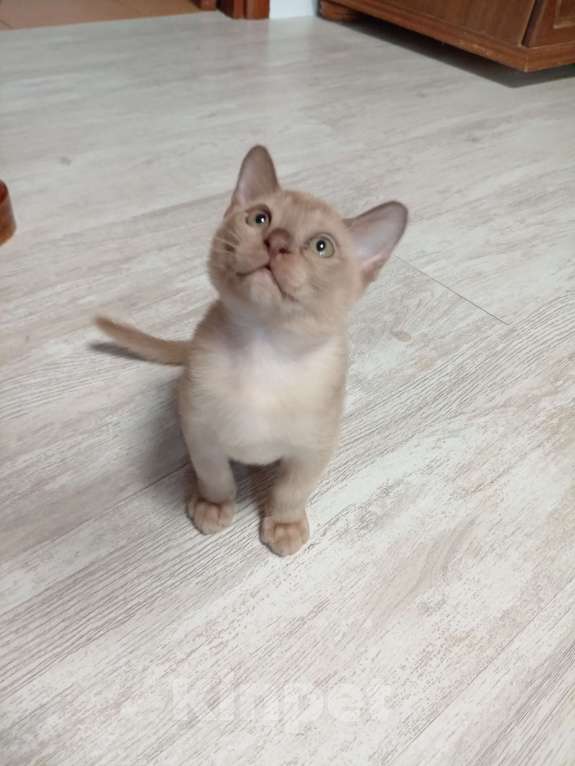 Кошки в Москве: Соболиный котик Мальчик, Бесплатно - фото 8