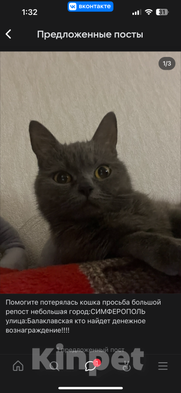 Кошки в Симферополе: Потерялась кошечка 2 года  Девочка, 2 500 руб. - фото 2