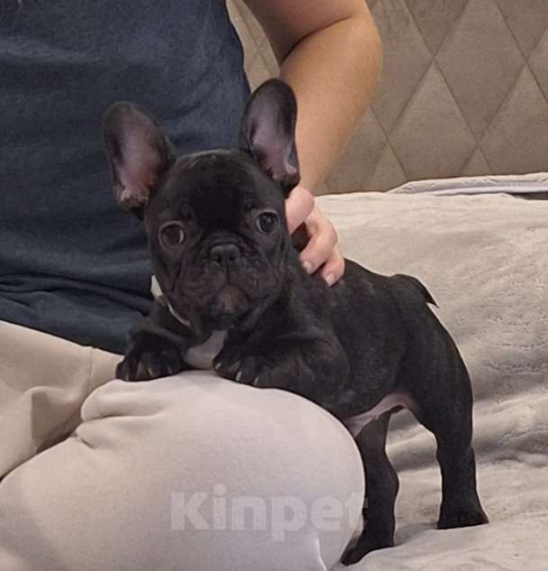 Собаки в Щелково: Мальчик-красавчик Мальчик, Бесплатно - фото 2