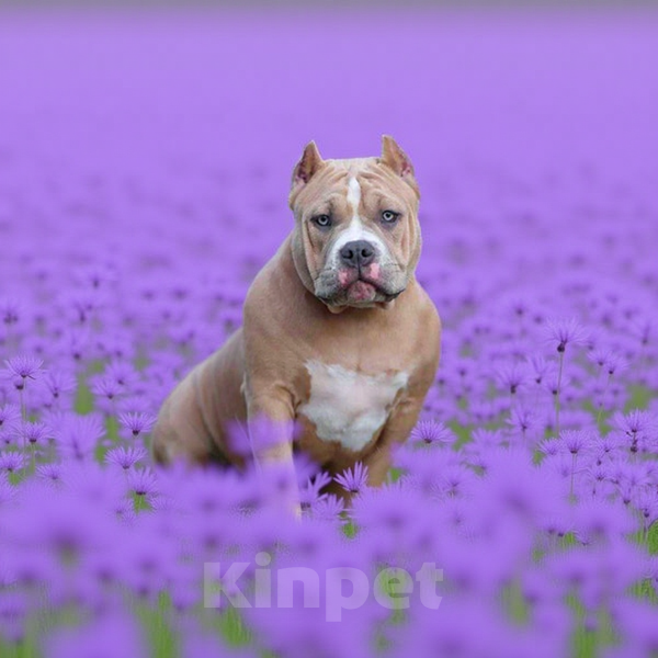 Собаки в Москве: Американский булли Стандарт Девочка, 100 000 руб. - фото 1