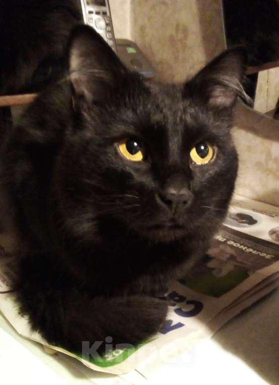 Кошки в Москве: 🟢 ( Холмик )  –  Благородный  и  верный  домашний  кот  ищет  спутницу-кошечку  и  любящих  хозяев Мальчик, Бесплатно - фото 2