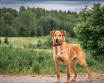 Собаки в других городах Владимирской области: Красивая рыжая девочка в добрые руки Девочка, Бесплатно - фото 4