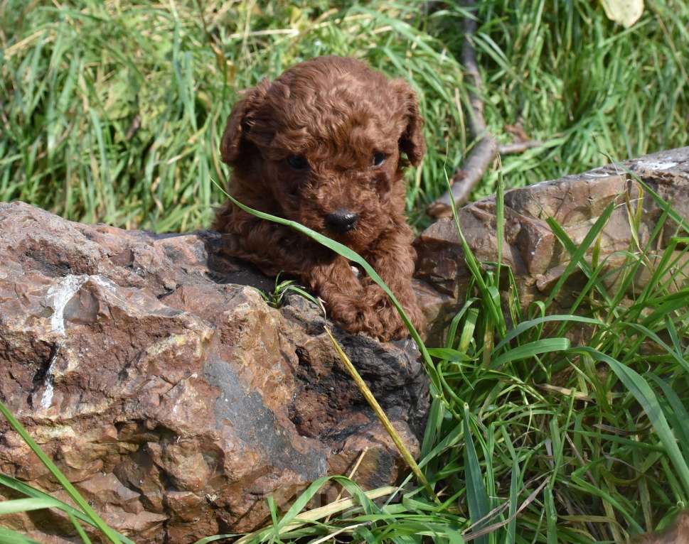 Собаки в Москве: Девочка Тедди пудель Китай. Девочка, 300 000 руб. - фото 2