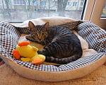 Кошки в Санкт-Петербурге: Котик-философ Мальчик, Бесплатно - фото 7