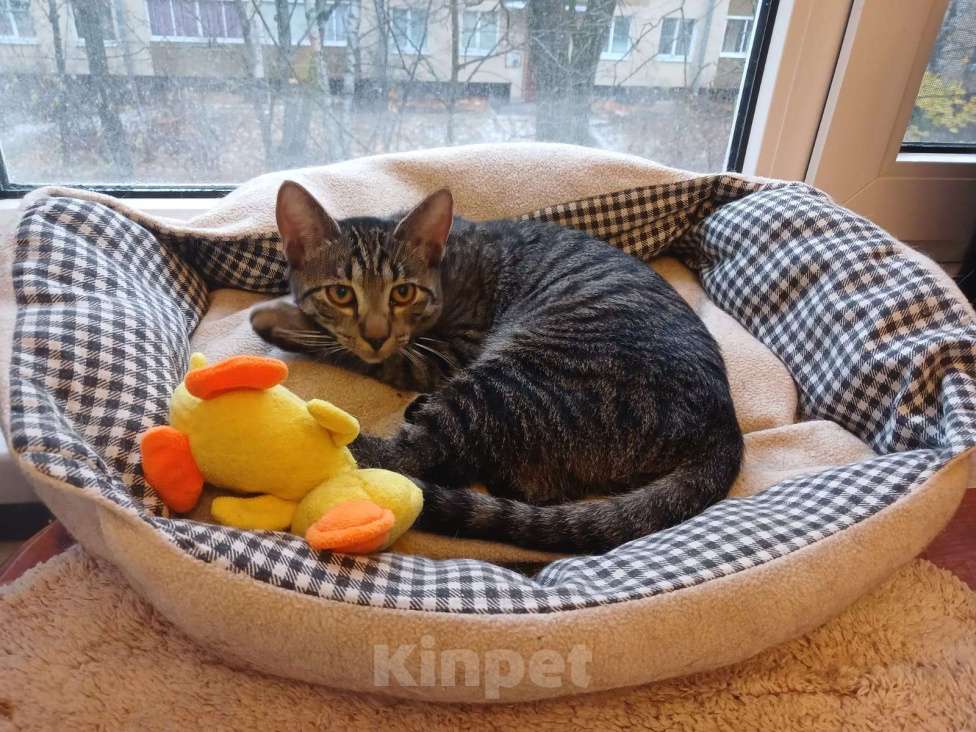 Кошки в Санкт-Петербурге: Ищет дом умный, спокойный кот-философ Мальчик, Бесплатно - фото 7