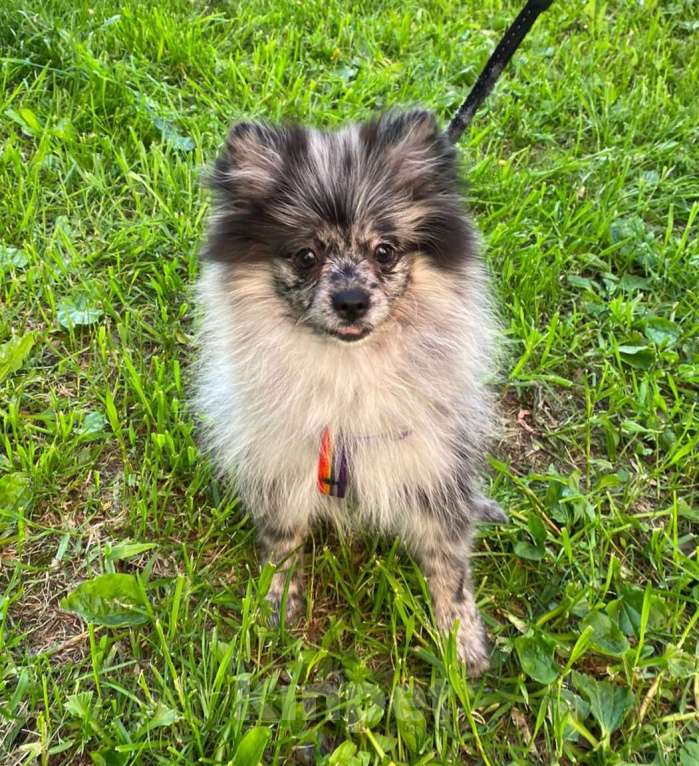 Собаки в Москве: Девочка малого немецкого шпица  Девочка, 40 000 руб. - фото 6