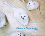 Кошки в Москве: Продаю котят! Питомник Serenade Silver Valley Девочка, 80 000 руб. - фото 4