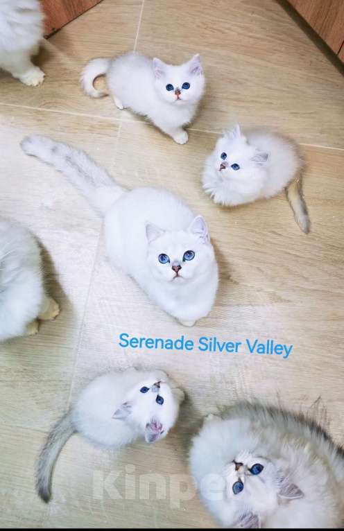 Кошки в Москве: Продаю котят! Питомник Serenade Silver Valley Девочка, 80 000 руб. - фото 4
