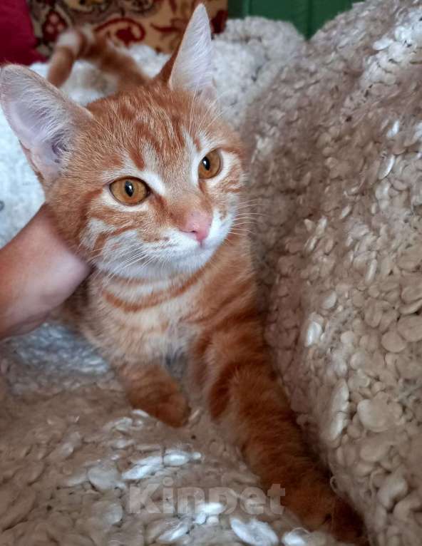 Кошки в Москве: Красная молодая кошечка Алиса в добрые руки Девочка, Бесплатно - фото 4