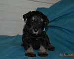 Собаки в Москве: Щенки Цверга черный с серебром. Мальчик, 75 руб. - фото 3