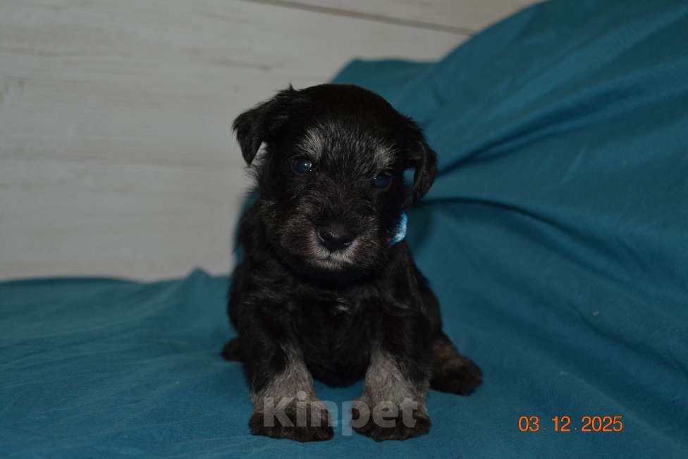 Собаки в Москве: Щенки Цверга черный с серебром. Мальчик, 75 руб. - фото 3