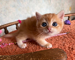 Кошки в Москве: Котик золотой шиншилла Мальчик, 25 000 руб. - фото 4