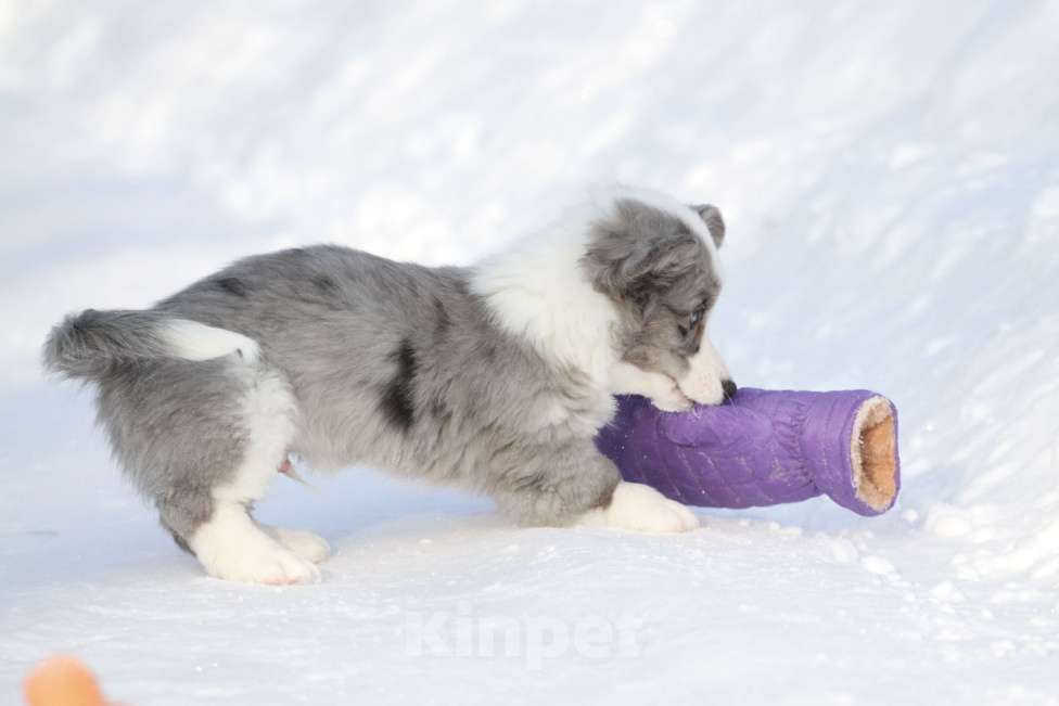 Собаки в Москве: Вельш корги кардиган -мальчик Мальчик, 60 000 руб. - фото 8