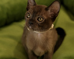 Кошки в Тюмени: Продажа котят Девочка, 55 000 руб. - фото 8