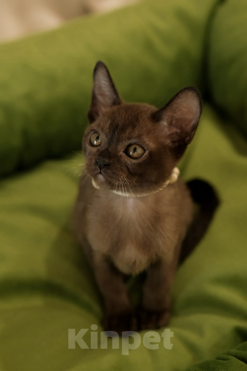 Кошки в Тюмени: Продажа котят Девочка, 55 000 руб. - фото 8