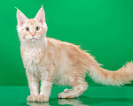 Кошки в Омске: Котята мейн-кун Мальчик, Бесплатно - фото 9