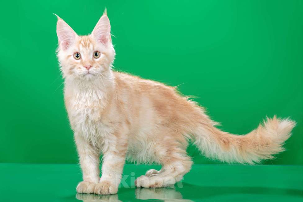 Кошки в Омске: Котята мейн-кун Мальчик, Бесплатно - фото 9
