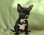 Собаки в Москве: чихуахуа милашка Девочка, 50 000 руб. - фото 2
