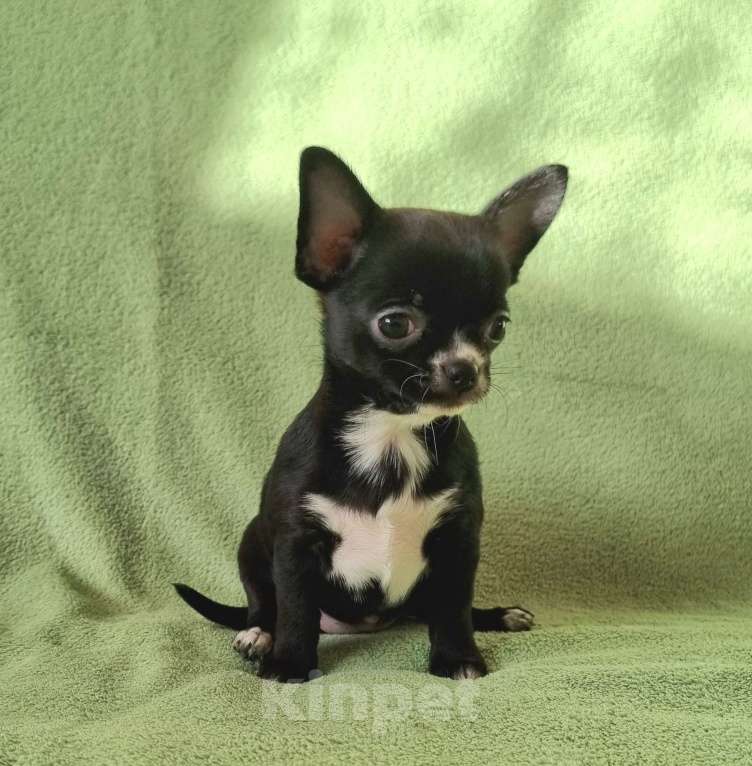 Собаки в Москве: чихуахуа милашка Девочка, 50 000 руб. - фото 2