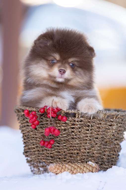 Собаки в Пушкино: щенки померанского шпица Мальчик, 50 000 руб. - фото 2