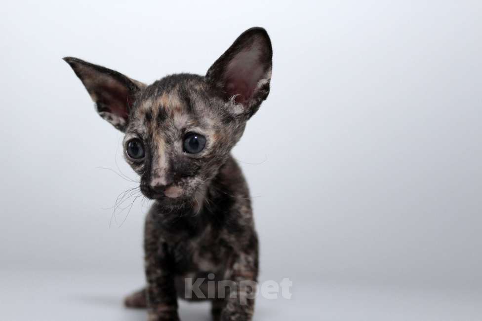 Кошки в Москве: малыши к резервированию. питомник Корнелита Девочка, 70 000 руб. - фото 3