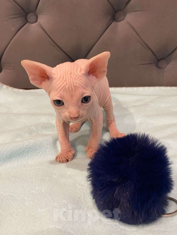 Кошки в Москве: Топовые котята эльф  Мальчик, 60 000 руб. - фото 6