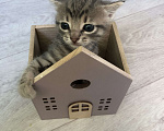 Кошки в Туапсе: Котятки в добрые руки Мальчик, Бесплатно - фото 2