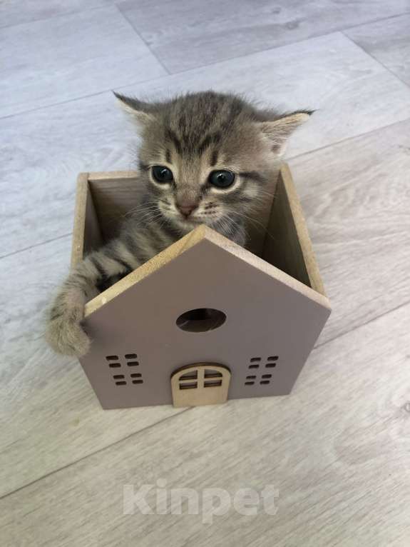 Кошки в Туапсе: Котятки в добрые руки Мальчик, Бесплатно - фото 2