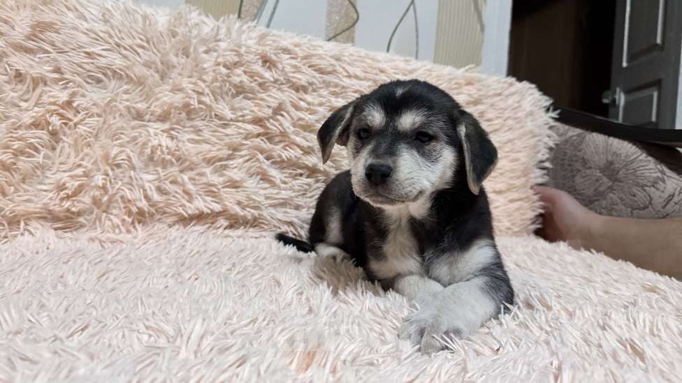 Собаки в Симферополе: Малышка ищет дом Девочка, 100 руб. - фото 2