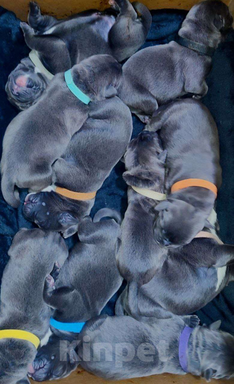Собаки в Геленджике: Щенки Кане Корсо РКФ Мальчик, 90 000 руб. - фото 1