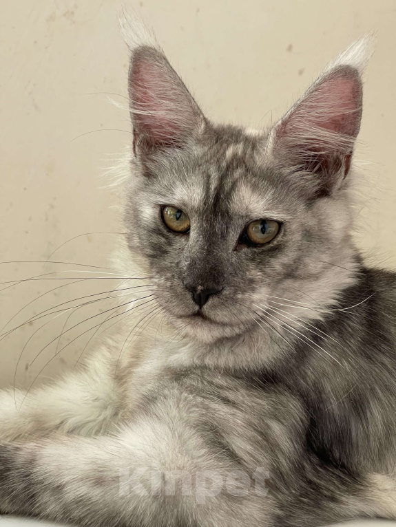 Кошки в Москве: ДЕВЧУШКА НА ВЫДАНЬЕ ИЗ ПИТОМНИКА Девочка, 60 000 руб. - фото 3