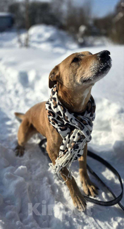 Собаки в Королеве: В поисках дома рыжее солнышко приюта! Девочка, Бесплатно - фото 7